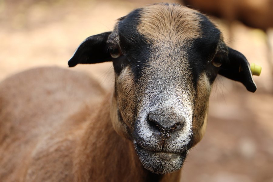 Tiere Kamerunschafe